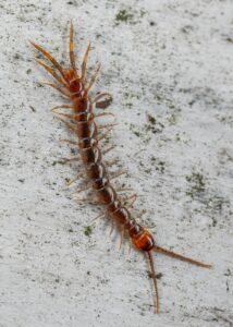 Close-up macro shot of a brown centipede on a rustic wooden surface.